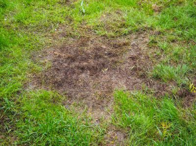 Improve the Appearance of Your Lawn with Sod Repair!