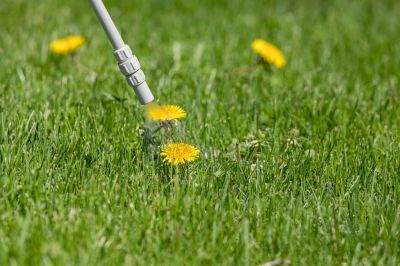Sod Weed Control