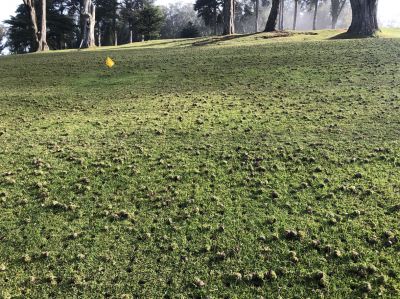 Increase Plant Growth with Soil Aeration!