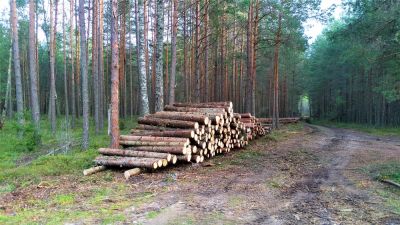 Remove Unwanted Trees from Your Property with Tree Clearing Service!