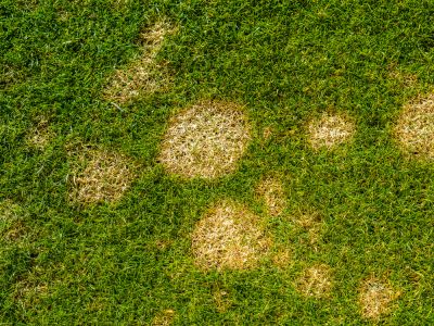 Get Top Dressing of Your Landscape!