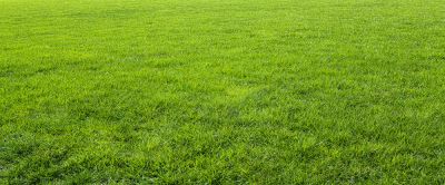Get Your Grass Looking Great Again!