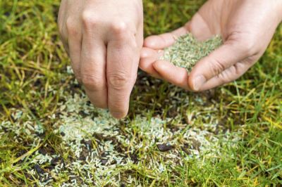 Grass Patch Repair