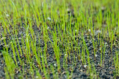 Create Grassy Areas!