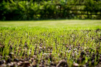 Grass Planting