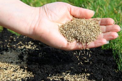 Grass Seeding!