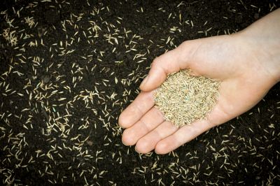 Get Grass Seeding to Install a New Lawn!