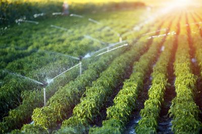 Ensure Proper Growth and Maintenance with Irrigation Service!