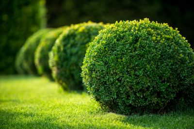 Shrub Care!