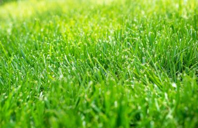 Get Lush and Vibrant Grass!