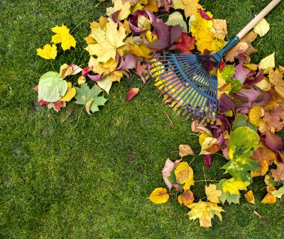 Maintain the Appearance of Your Lawn!