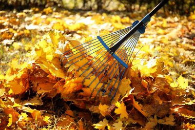 Promote the Health of Your Lawn!