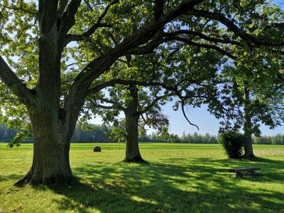 Property Preservation