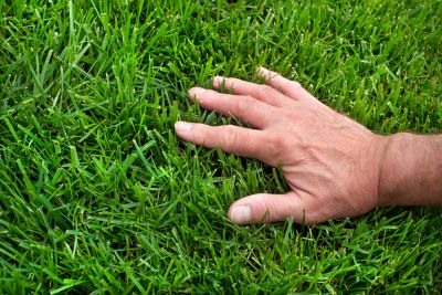 Improve Your Curb Appeal with New Grass Growing!