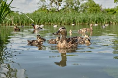 Make the Pond Cleaner and Healthier for Wildlife!