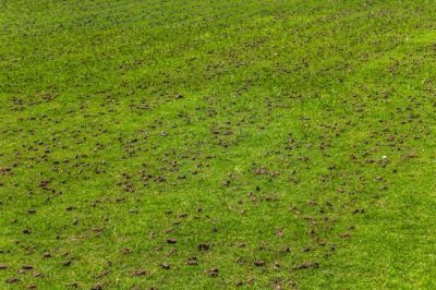 Lawn Aerating