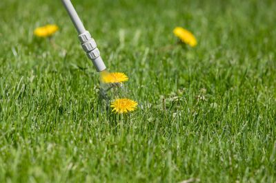 Keep Your Lawn Healthy and Weed Free!