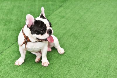 Artificial Pet Turf Installation