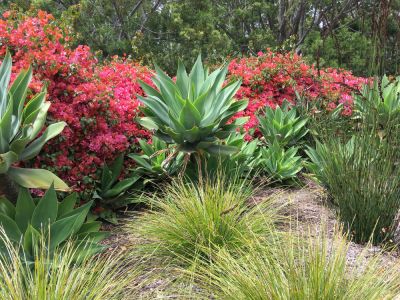 Drought Resistant Landscaping