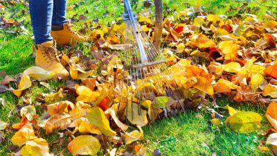 Fall Leaf Removal