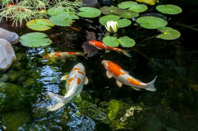 Koi Pond Installation
