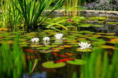 Pond Installation
