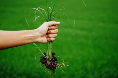 Enhance the Appearance of Your Lawn with Weed Pulling!