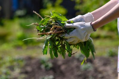 Remove Weeds from the Property to Repair Your Damaged Yard!