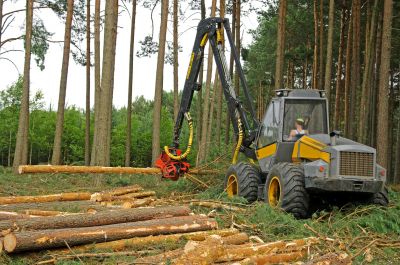 Tree Clearing Service