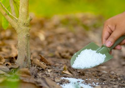 Ensure the Longevity and Health of Your Trees!