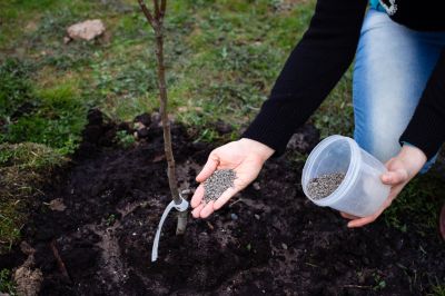 Provide Trees with the Necessary Ingredients to Grow Strong and Healthy!