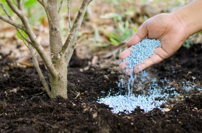 Tree Fertilizing Service