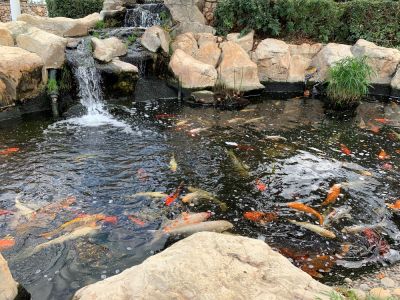 Enhance Your Outdoor Living Space with a Waterfall Installation!