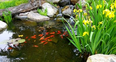 Enjoy a Beautiful Outdoor Oasis with Water Feature Cleaning!