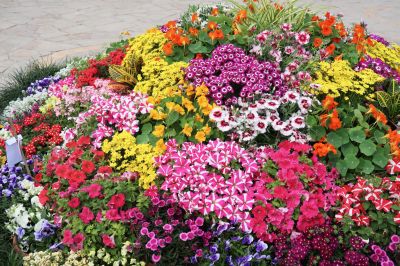 Annual Watering