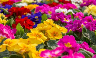 Keep Your Garden or Landscape Look Fresh and Vibrant