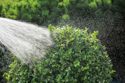 Shrub Watering